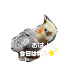 インコワンコでウッキウキ（個別スタンプ：4）