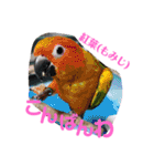 インコワンコでウッキウキ（個別スタンプ：8）