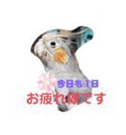 インコワンコでウッキウキ（個別スタンプ：10）