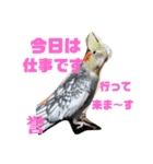 インコワンコでウッキウキ（個別スタンプ：11）