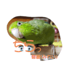 インコワンコでウッキウキ（個別スタンプ：13）