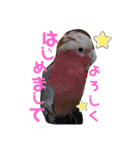 インコワンコでウッキウキ（個別スタンプ：14）
