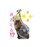 インコワンコでウッキウキ（個別スタンプ：16）
