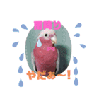 インコワンコでウッキウキ（個別スタンプ：19）