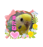 インコワンコでウッキウキ（個別スタンプ：23）