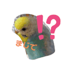 インコワンコでウッキウキ（個別スタンプ：24）