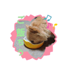 インコワンコでウッキウキ（個別スタンプ：26）