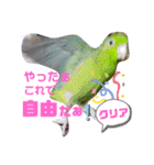インコワンコでウッキウキ（個別スタンプ：31）