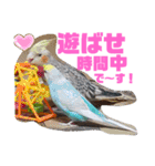 インコワンコでウッキウキ（個別スタンプ：34）