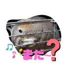 インコワンコでウッキウキ（個別スタンプ：39）