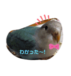 インコワンコでウッキウキ（個別スタンプ：40）