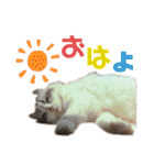 furly cat Ashu（個別スタンプ：1）