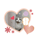 furly cat Ashu（個別スタンプ：3）