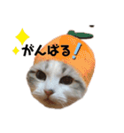furly cat Ashu（個別スタンプ：4）