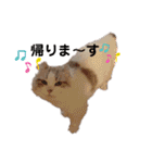 furly cat Ashu（個別スタンプ：6）