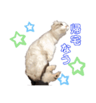 furly cat Ashu（個別スタンプ：7）