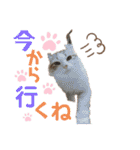 furly cat Ashu（個別スタンプ：8）