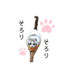 furly cat Ashu（個別スタンプ：9）