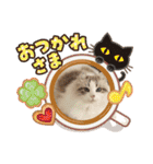 furly cat Ashu（個別スタンプ：10）