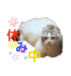 furly cat Ashu（個別スタンプ：11）