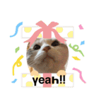 furly cat Ashu（個別スタンプ：12）