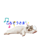 furly cat Ashu（個別スタンプ：13）