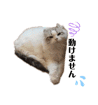 furly cat Ashu（個別スタンプ：15）