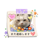 furly cat Ashu（個別スタンプ：16）