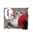 furly cat Ashu（個別スタンプ：17）