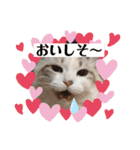 furly cat Ashu（個別スタンプ：18）