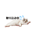 furly cat Ashu（個別スタンプ：19）