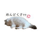 furly cat Ashu（個別スタンプ：20）