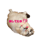 furly cat Ashu（個別スタンプ：21）