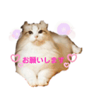 furly cat Ashu（個別スタンプ：23）