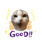 furly cat Ashu（個別スタンプ：24）