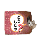 furly cat Ashu（個別スタンプ：26）