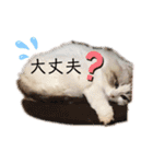furly cat Ashu（個別スタンプ：27）