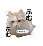 furly cat Ashu（個別スタンプ：28）