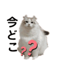 furly cat Ashu（個別スタンプ：30）