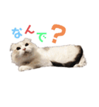 furly cat Ashu（個別スタンプ：31）
