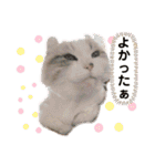 furly cat Ashu（個別スタンプ：32）