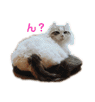 furly cat Ashu（個別スタンプ：33）