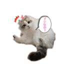 furly cat Ashu（個別スタンプ：34）