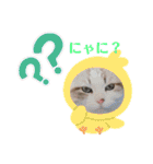 furly cat Ashu（個別スタンプ：35）