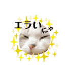 furly cat Ashu（個別スタンプ：36）