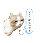 furly cat Ashu（個別スタンプ：37）