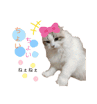 furly cat Ashu（個別スタンプ：38）