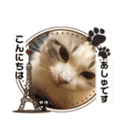 furly cat Ashu（個別スタンプ：39）