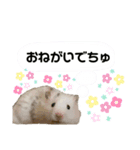 ごまくんすたんぷ②（個別スタンプ：2）
