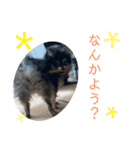 ミロスタンプ④（個別スタンプ：5）